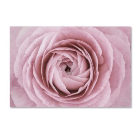 Trademark Fine Art Cora Niele 'Persian Buttercup' Canvas Art, 16x24 ALI1761-C1624GG